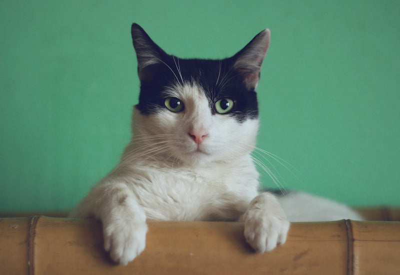Domestic cat — multivitamin for cats daily wellness support