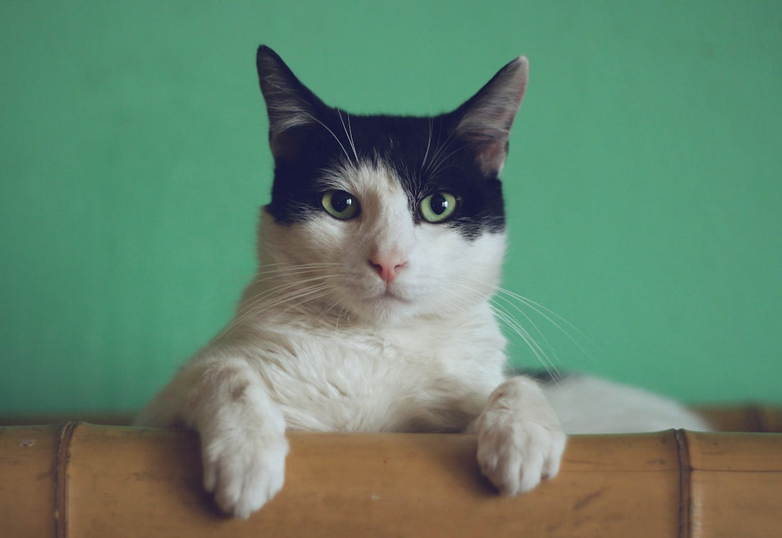 Domestic cat — taurine is essential for feline heart and vision health