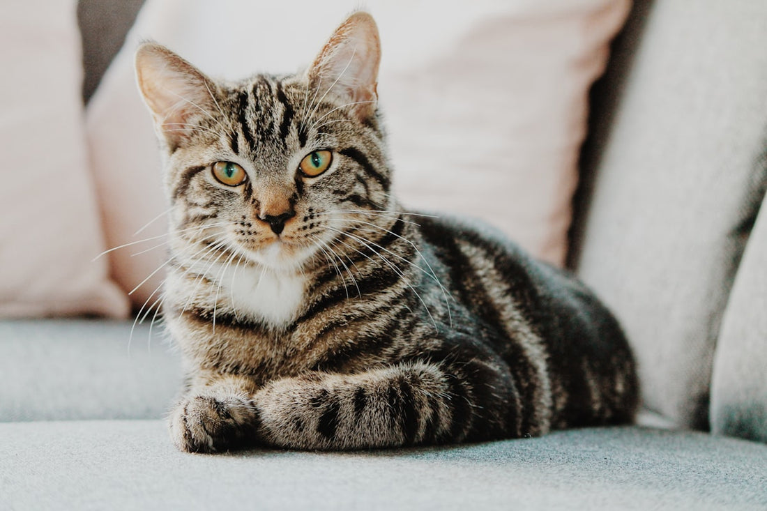 Cat sitting calmly — digestive and regularity support for cats