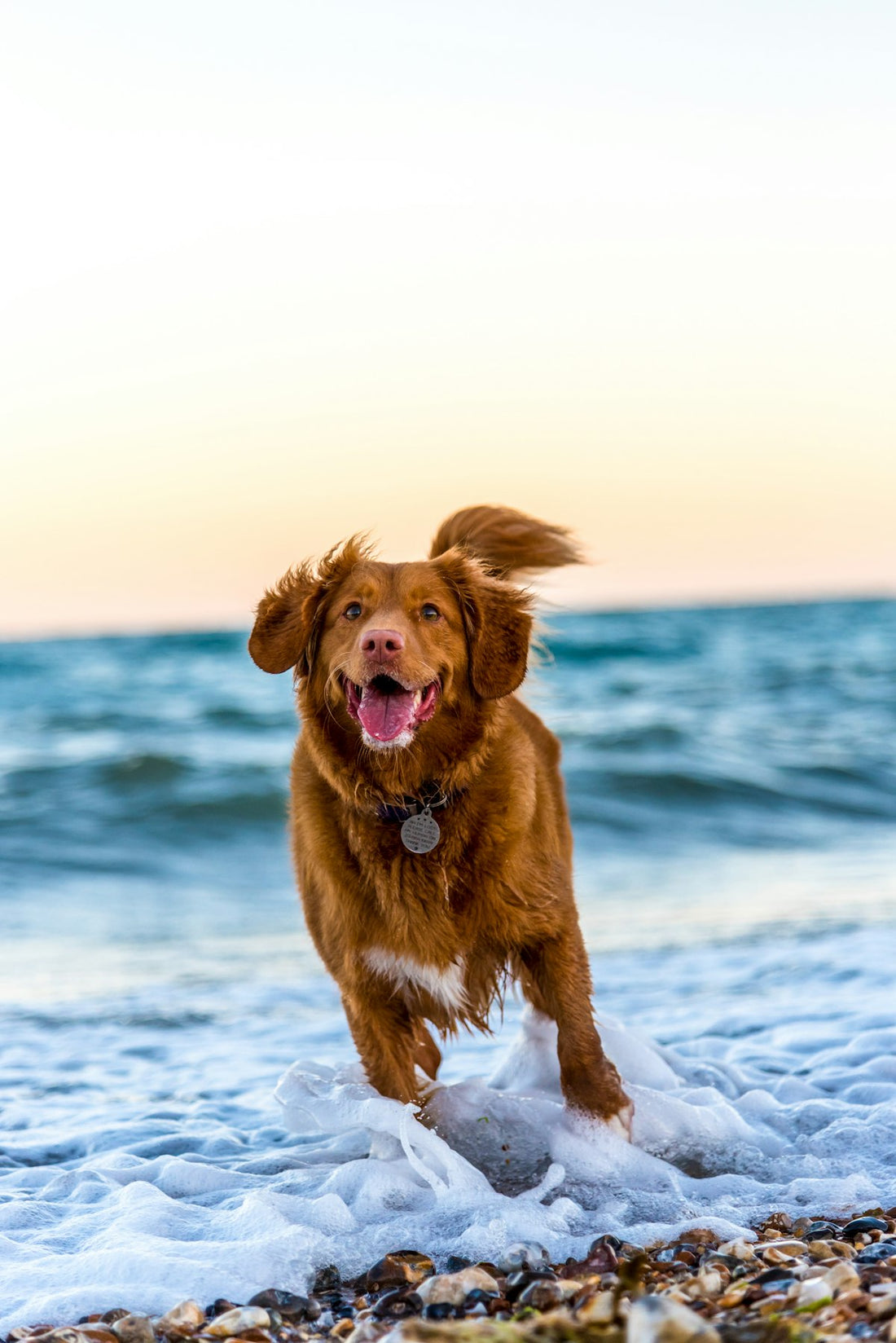Dog enjoying a meal — digestive enzymes support gut health in dogs