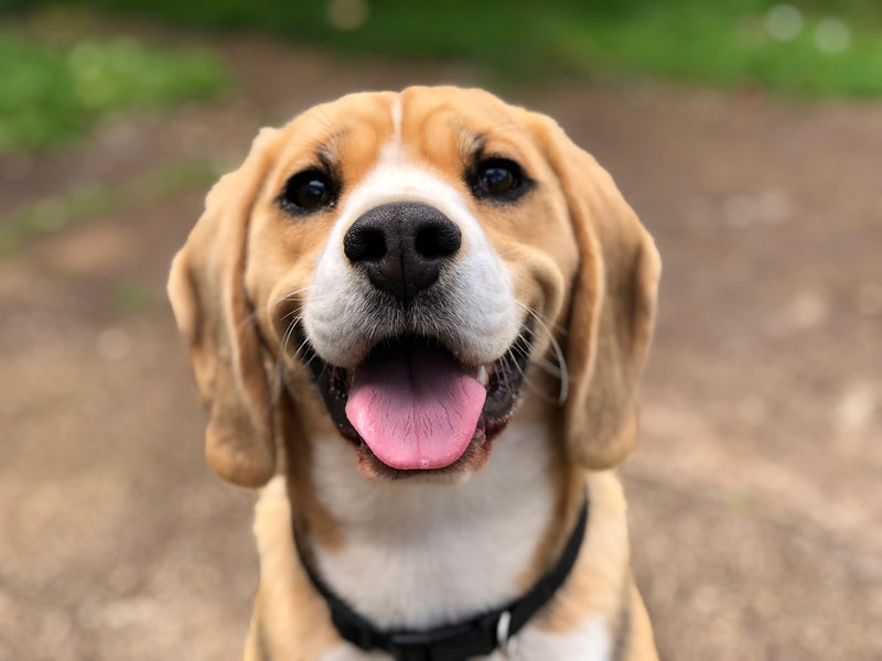 Beagle with healthy coat — vitamin E supports skin wellness in dogs