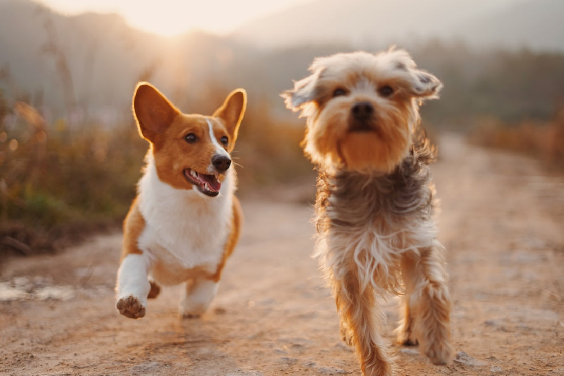 Dogs outdoors — hydration and urinary tract wellness for dogs