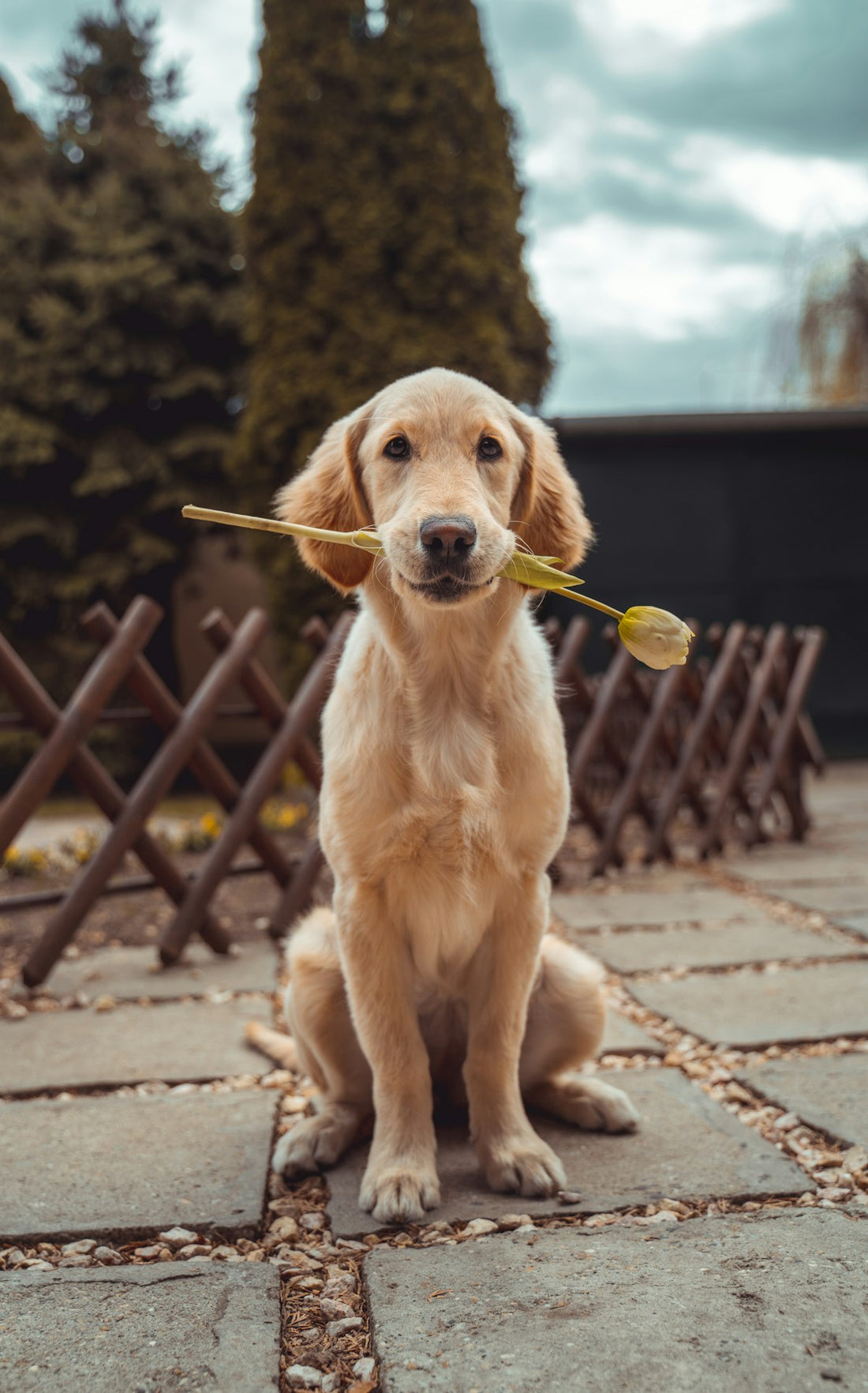 Healthy golden retriever — zinc supports skin and immune wellness in dogs