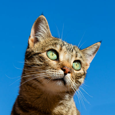 Cat Sneezing & Watery Eyes? Respiratory Support Guide (2026)