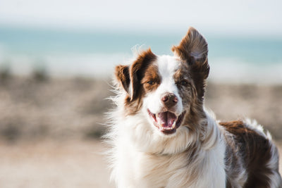 Is Your Dog Stiff After Walks? Joint Support That Helps (2026)